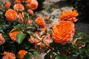 五月晴れ、色鮮やかに咲くカラフルな薔薇の花