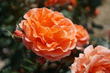 五月晴れ、色鮮やかに咲くカラフルな薔薇の花