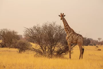 Gardinen Giraffe (Giraffa Plancius) in der Savanne in der Trockenzeit im Etosha Nationalpark, Namibia © Chris