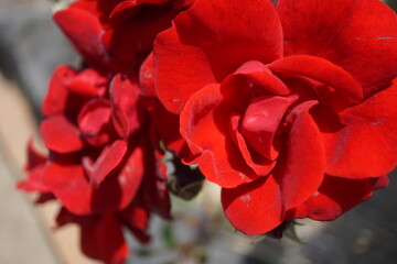 五月晴れ、色鮮やかに咲くカラフルな薔薇の花