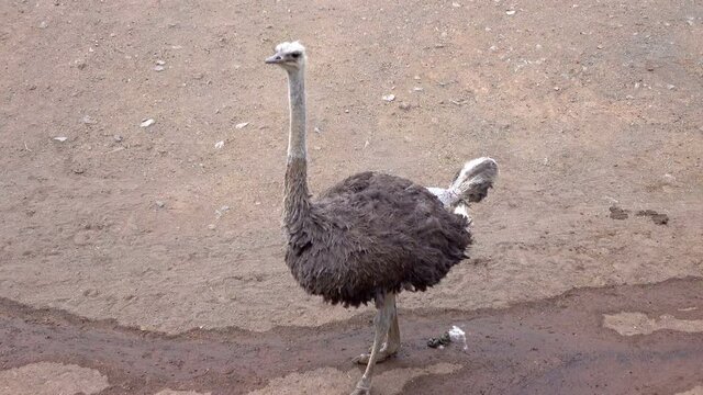 Ostrich stands on the ground in 4k