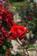 五月晴れ、色鮮やかに咲くカラフルな薔薇の花