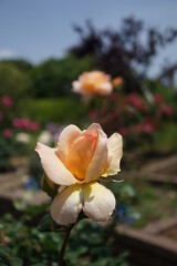 五月晴れ、色鮮やかに咲くカラフルな薔薇の花
