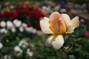 五月晴れ、色鮮やかに咲くカラフルな薔薇の花