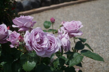 五月晴れ、色鮮やかに咲くカラフルな薔薇の花