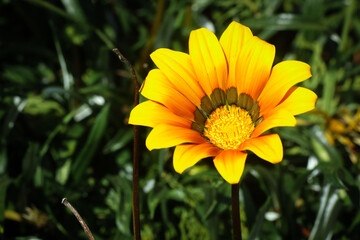 Yellow flower in the garden