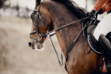 Equestrian sport. Portrait sports brown stallion in the bridle.