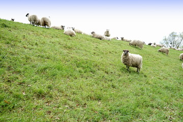 Schafe beim Grasen auf einem Elbwall in Sachsen-Anhalt