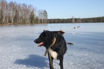 german shepherd dog