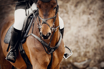 Equestrian sport. Portrait sports brown stallion in the bridle. The leg of the rider in the...