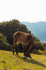 Obraz premium burro catala pastando 