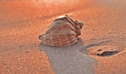 Seashell on sunset beach background.

