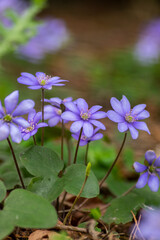Anemone hepatica common liverwort kidneywort flowers in bloom, early springtime flowering blue purple forest plant