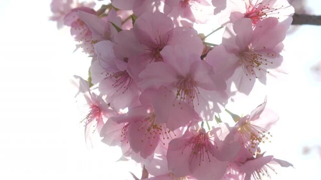 Pink cherry blossoms glowing in the backlight.