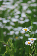 Fototapeta premium Leucanthemum vulgare meadows wild oxeye daisy flowers with white petals and yellow center in bloom, flowering beautiful plants