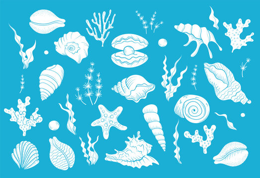 Sea shell pearl line art. Summer time beach shell. Vector hand drawn seashell. Nature ocean sketch mollusk. Water marine exotic animal, Scallop underwater tropical cockleshell.