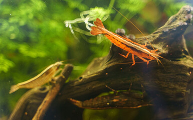 Freshwater Bamboo Shrimp sitting on a snag. Atyopsis moluccensis.