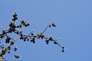 American sweetgum