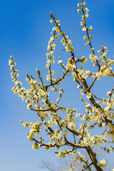 Spring tree blossom with blue sky
