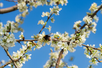 Spring tree blossom with blue sky. Insect on top of bloom in close up