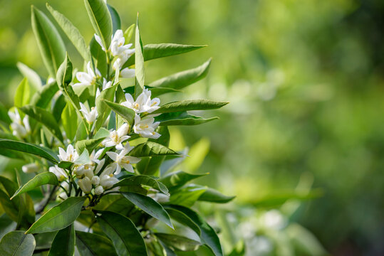 Flower of satsuma orange, on the branch