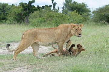 Young lion cub and Lioness (Panthera leo) playing together in the grass, Maasai Mara National Reserve, Kenya