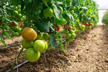 Tomatos in plants in greenhouse.