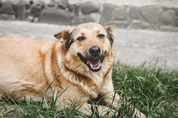 Character of a brown dog in a lawn on a wallpaper background. The dog is resting on the grass.