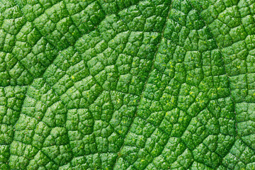 Close-up of a leaf textured background