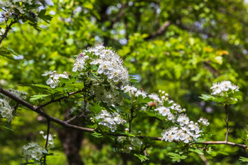 The bird cherry blossomed in the spring forest