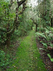Obraz premium Footpath in the forest