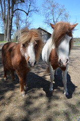 Kucyk , Kuc , Konik Polski , konik , mały konik , kucyk ,Koń , mały Konik © Szymon
