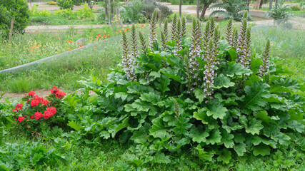 Acanthus mollis, Acanthaceae. In Sagunto.