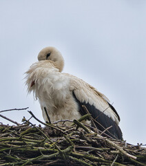 Weißstorch am Nistplatz. 1994 Vogel des Jahres in Deutschland. Wildlife