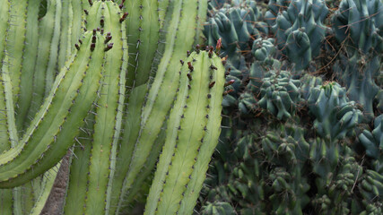 Cactus en Huerto de la alquería dels Frares en Sagunto