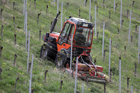 weinbauer auf seinem traktor im weinberg zwischen weinreben