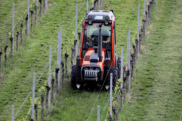 weinbauer auf seinem traktor im weinberg zwischen weinreben