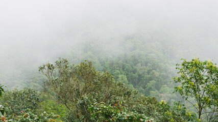 misty morning in the Rainforest