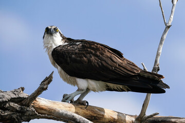 Osprey Portrait