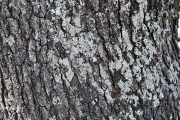 texture of the bark
