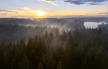 White fog over a spruce forest at sunset, top view