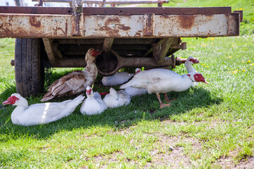 Ducks in the shade