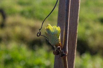 grapevine sprouting