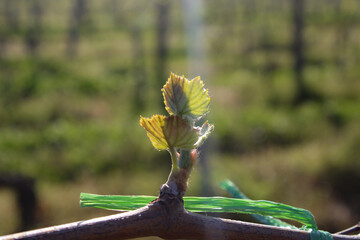 grapevine sprouting
