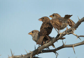 Mother and subadult house sparrows, Bahrain