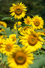 Sunflower Field