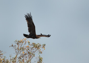 Greater spotted eagle flying, Bahrain