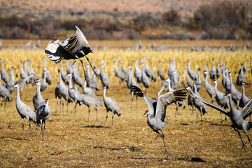 Sandhill Crane Migration