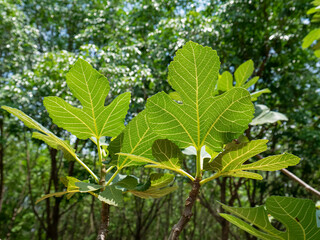 This is the cassava field that began to be planted.