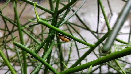 cocoon on the plant